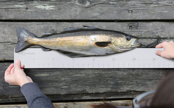 EVA espuma de peixe para medir o comprimento do peixe em acessórios de barco Ferramenta de pesca marinha